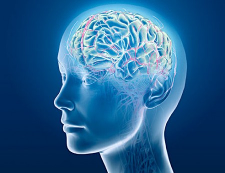 brain-biology-medical-research-biology-01-af-450x347